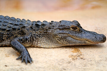 Obraz premium Alligator in the glades