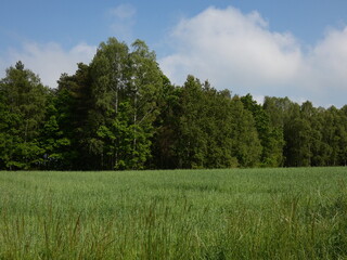 Rural landscape with green field and trees, Poland