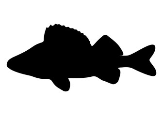 Fish perch predatory.