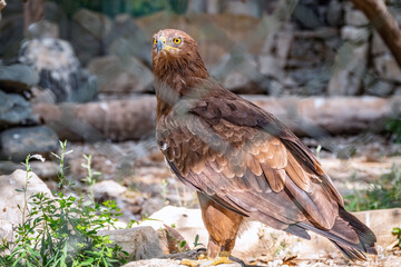 The bird of prey, Steppe Eagle proudly sits in the aviary. Aquila nipalensis