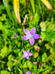 Purple bell flower grows on a background of green grass