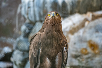 The bird of prey, Steppe Eagle proudly sits in the aviary. Aquila nipalensis