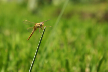 SONY DSC
