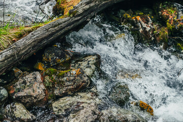 Beautiful mountain creek among rich flora in forest. Atmospheric landscape with mossy log in small river. Fallen tree trunk with moss in cascades of mountain creek. Fast stream with mosses in woods.