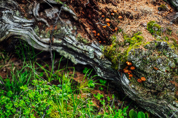Beautiful small mushrooms with orange caps on old mossy log closeup. Scenic nature background with group of orange small mushrooms on log covered with mosses and lichens. Fungi colony on log with moss