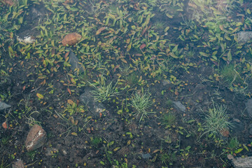 Nature background of green vegetation and stones in clear water. Underwater flora close-up. Natural texture of greenery on bottom of mountain lake after flood. Calm transparent water surface of lake.