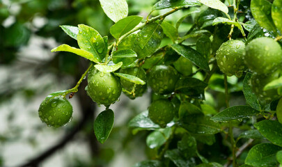 Lemon hanging on a branch in the rain