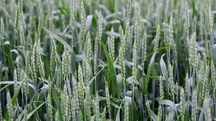 Green spikelets of wheat stood out against background of blurred wheat field. Oats rye barley. Juicy fresh unripe ears of young cereal on nature in spring-summer field close-up macro. Banner web site