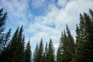 Silhouettes of fir tops on background of clouds. Atmospheric minimal forest scenery. Tops of green coniferous trees against cloudy blue sky. Nature backdrop with firs and sky. Woody mystery landscape.