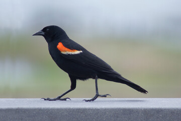 blackbird walking the plank