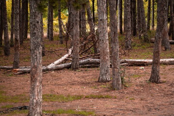 Trees in a forest and a fallen tree © Stanimir