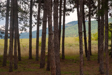 Trees in the forest and mountains in the background