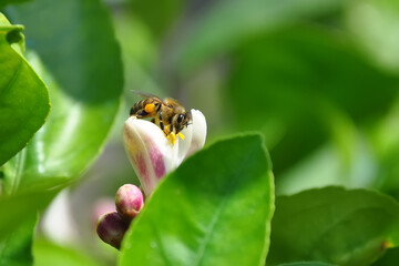 Beautiful  Bee macro in green nature 