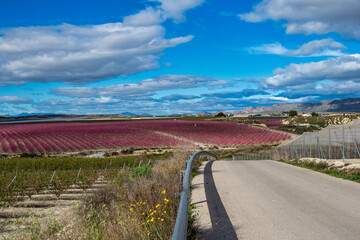 Fototapeta premium Peach blossom in Ascoy near Cieza in the Murcia region in Spain