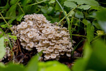 Oyster Mushrooms in the summer forest. A welcome find for the mushroom picker. Valuable and...