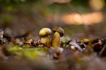 White mushrooms in the woods, on a background of leaves, bright sunlight. Boletus. Mushroom