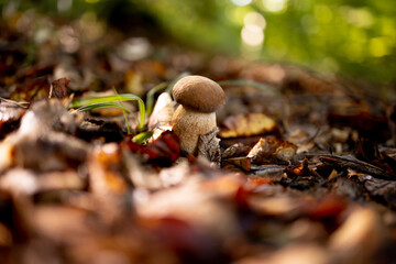 White mushrooms in the woods, on a background of leaves, bright sunlight. Boletus. Mushroom