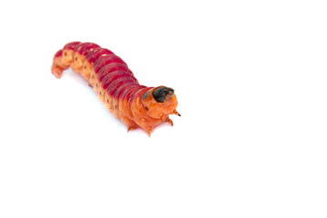 Bright colourful caterpillar on a white background