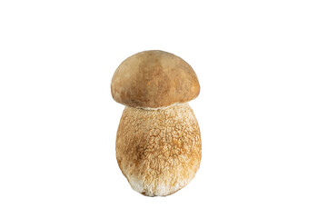 Boletus edulis mushroom isolated on white background close up