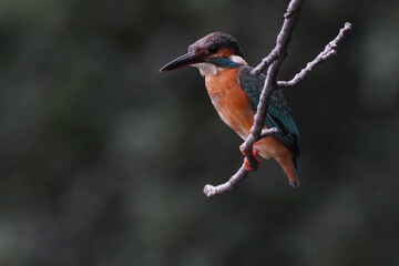 kingfisher on branch