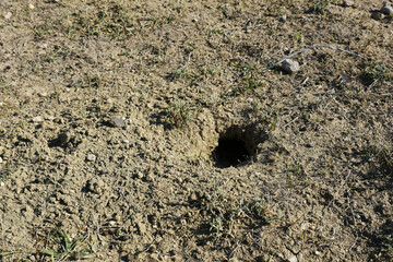 natural mouse slots, mouse holes on the ground, mouse holes in the field,