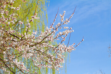 Apricot blossom cherry Peach Blossom flowering. Flowers blossom wallpaper.