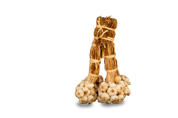 Garlic  bundle isolated from the white background