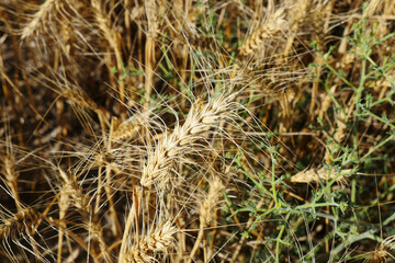 maturing wheat ears, maturing wheat plant, dried harvest ready wheat plant,ripening wheat field,