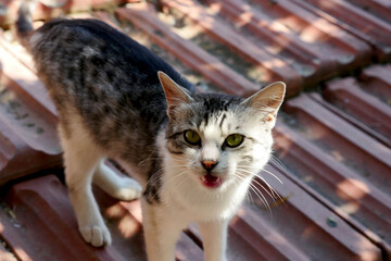 stray cat, close-up cat portrait, close-up beautiful cute cat with big eyes,