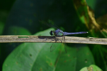 horizontal dragonfly