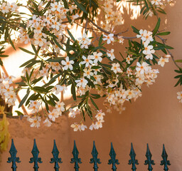 Peach oleander bloom, orange wall. House gate