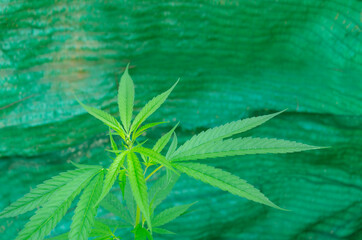 Marijuana leaf on a green background High view of cannabis cultivation