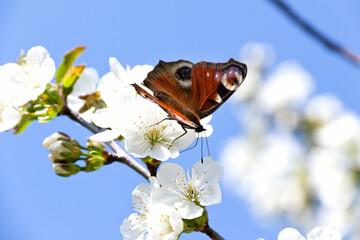 A multicolored butterfly sits on a white Apple blossom © client