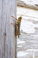 grasshopper  on  door frame