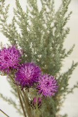 Lilac field cornflower and gray wormwood 
on white background