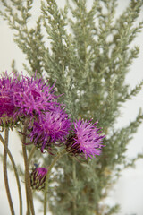 Lilac field cornflower and gray wormwood 
on white background