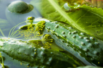 Fresh organic cucumbers and dill in water prepared for pickling, close up