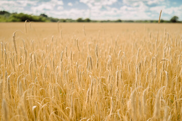 wheat field harvest ripe ears