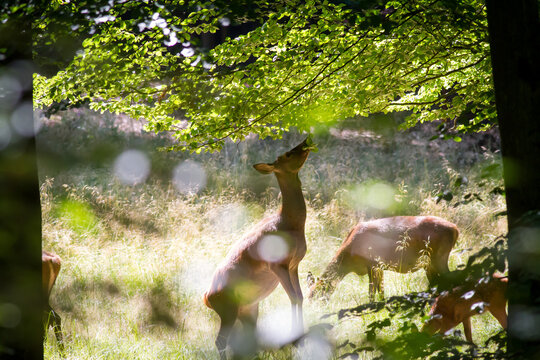 Rotwild bei der &Auml;sung im Sommer.