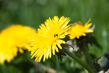 young dandelions grow in the meadow