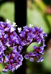 Jacaranda Mimosifolia