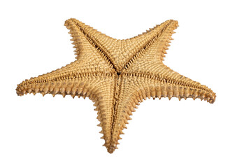 starfish isolated on a white background. Close-up. Bottom view