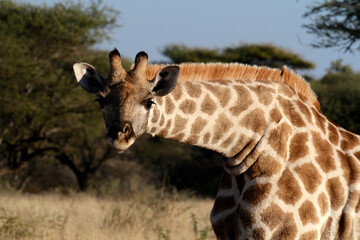 Hello there. Giraffe looking at the camera