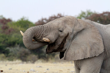 Fototapeta na wymiar Elephant drinking at the waterhole