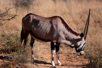 Oryx looking for food