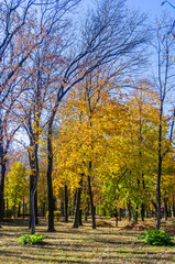 Fototapeta na wymiar Autumn urban landscape on a Sunny day - yellow autumn trees in the Park, colorful red and orange leaves, and bright sky with clouds