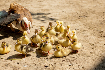 Mother duck with her ducklings. There are many ducklings following the mother.
