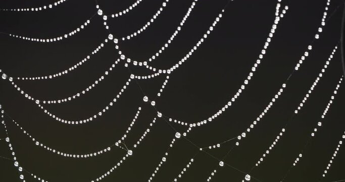 The dew on a spider web, France
