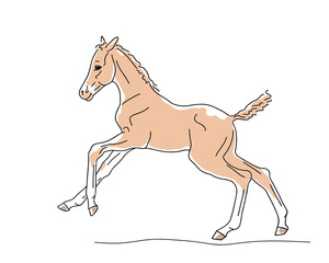 Very small foal plays merrily