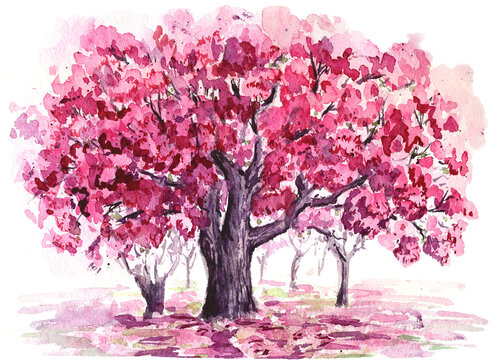 Trees pink blooming garden. Watercolor sketch. Hand drawn